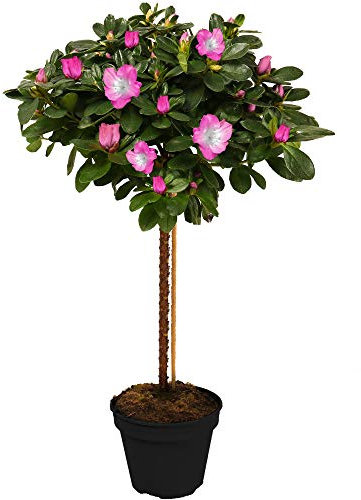 Gardeners Dream Japanische Azalee Winterhart (Azalea Japonica) - Azaleen Pflanzen Stamm - Rhododendron Pflanze - Winterharte Pflanzen für Garten - Zweifarbig - Gesamthöhe von den Wurzeln ca. 75 cm