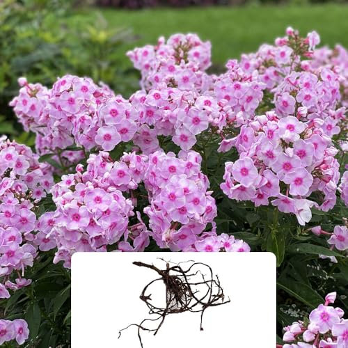 1 Phlox Paniculata Pink – Vibrant Summer Blooms – Fragrant Perennial Flowering Bulb – Cultivated for UK Climate Conditions