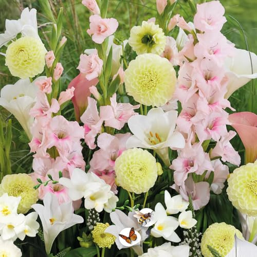 Bulbes à fleurs | Bulbes des meilleurs producteurs néerlandais | Sélection exclusive et contrôle qualité | Floraison garantie. (15 Bulbes Respect Nature Soft Tones Dahlias Lys Glaïeuls & Freesias)