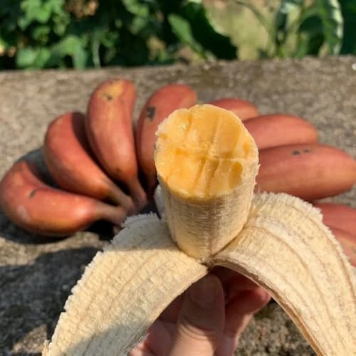 bananensamen bananenbaum topfpflanzen draußen winterhart blühend bananen obstbaum steingartenpflanzen schnell wachsende sträucher exotische winterfeste balkon bonsai 80samen