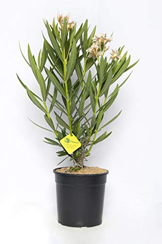 Plantì NERIUM OLEANDER, Oleander Echte Outdoor-Pflanzen zur Dekoration städtischer Umgebungen, Immergrüne Heckenpflanzen mit glänzenden und ledrigen Blättern Topfdurchmesser 19 cm (Elfenbein)