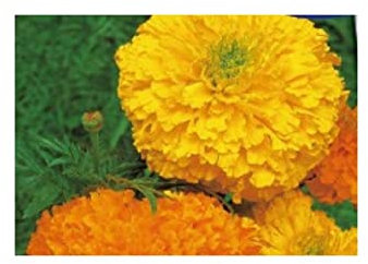 Pcs - 25x Samtblume Haut Crackerjack Mix - Tagètes Graines Plant Fleur KS354 - Seeds & Plants Shop by Ipsa