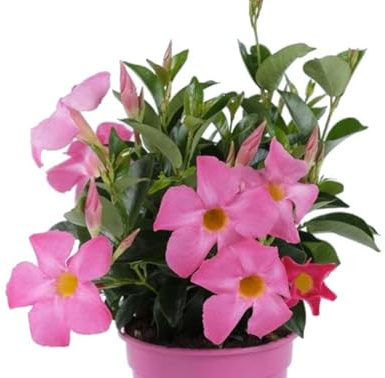 Dipladenia Natural Planta de Exterior con Grandes Flores de Colores