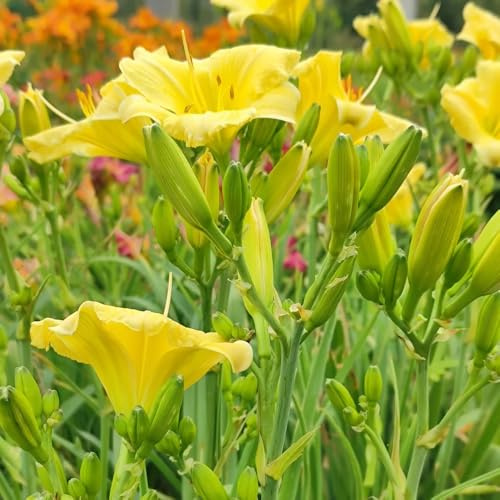 azucenas Semillas de de cobertura del suelo resistentes al invierno, azucenas primavera, resistentes en macetas jardín semillas pradera pradera 300semillas