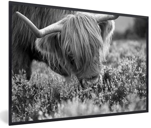 MuchoWow Poster Bilder Wanddeko Deko Wohnzimmer 60x40 cm Nahaufnahme Schottischer Highlander riecht Heidekraut - schwarz und weiß