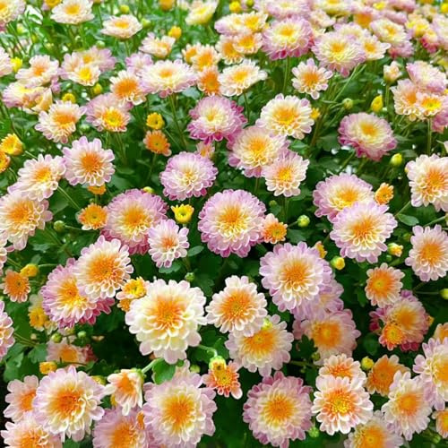 semi di crisantemo, decorative da balcone resistenti tappezzanti giardino 350pcs
