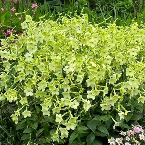 Semi di tabacco ornamentale - decorativi di balcone acquistare semi 500pcs