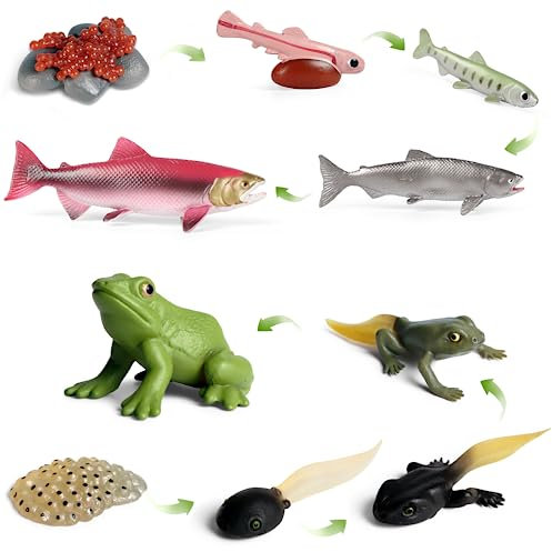 SIENON 10 Stück Tierlebenszyklus-Figuren von Frosch und Lachs-Fisch-Plastik-Tierwachstumszyklus-Bausatz Ei Kaulquappe bis Frosch Lebenszyklus-Spielzeug-Figuren Lernwerkzeuge Schulprojekt für Kinder