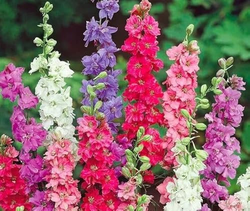 1 Pack of 300 SEEEDS Rocket Larkspur Imperial Mix - Delphinium consolida