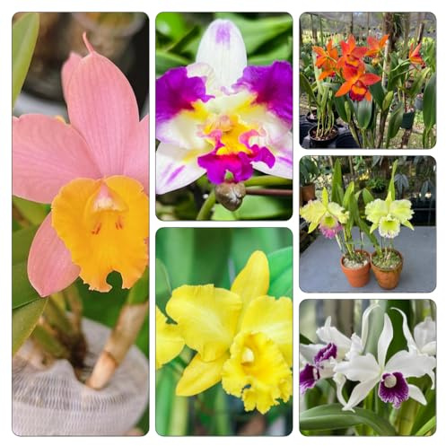 Cattleya orchideen 40samen gartenblumen | Dekoration Seltene