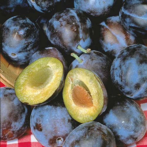 Stanley Plum Dormant Starter Bare Root Standard Fruit Tree, Can't Ship to State of AL, AR, CA, CO, ID, LA, MS, OR, or WA, 1-Pack