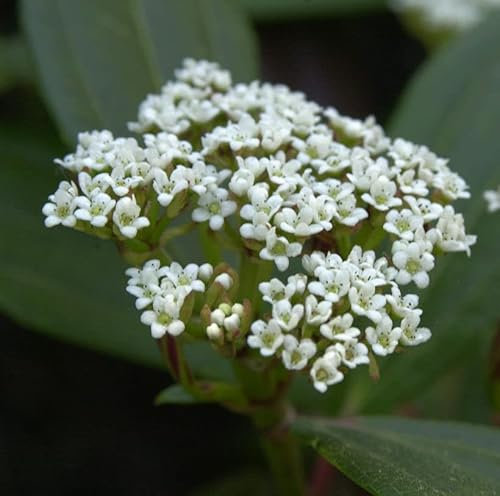 Hochstamm Immergrüner Zwergschneeball 40-60cm - Viburnum davidii - lebende Gartenpflanze aus den Baumschulen