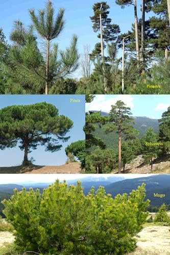 Samen-Set mit 4 Kiefernarten: Pinie, Waldkiefer, Seekiefer, Mugo-Kiefer
