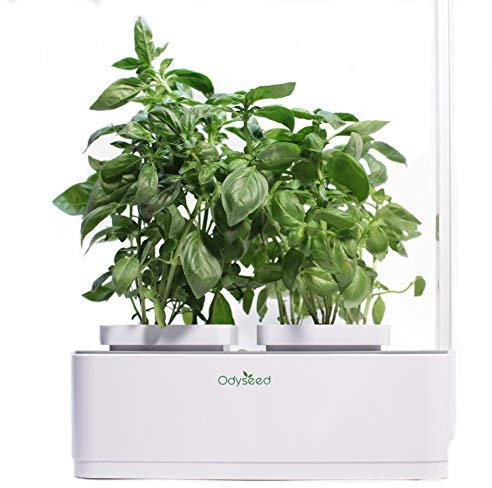 Odyseed - Orto da interno 100% Bio - Coltiva le erbe aromatiche - Basilico cannella e basilico limone inclusi