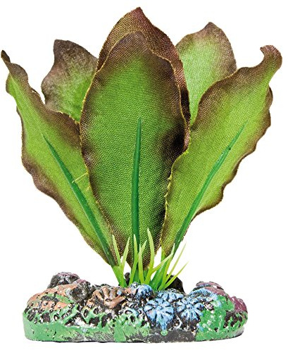 ICA Aquatic Plants AP1102 Planta de Seda Anubia Bordes bronceados para Acuario, 7 Cm