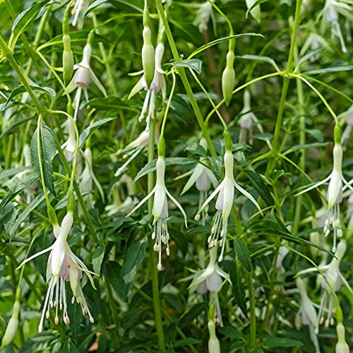 Fuchsia Hawkshead - Outdoor Plants Garden Ready - Gorgeous Flowering Upright Garden Shrub - Hardy Plant for Pots, Containers, Flower Beds and Borders (9cm Pot, 10-20cm)