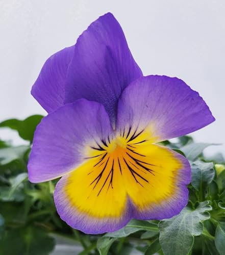 POWERS TO FLOWERS - VIOLE DEL PENSIERO, VIOLA A FIORE PENDULO LILLA/GIALLO, SET 3 PIANTE VASO 12CM DIAMETRO, piante vere