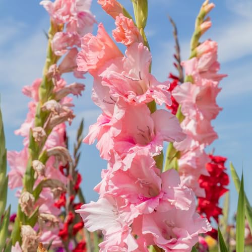 Gladiole Adrenalin | 10 Stück | Knolle | Schnittblume | Rosa | 100% Blütegarantie | QFB Gardening