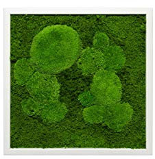Moosbild mit Kugelmoos und Flachmoos Moosbilder Wandbild Wanddeko echtes Moos konserviertes Moss Wandgestaltung Poster Bilder Mooswand