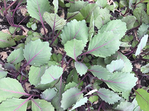 Rotkohl, Rotkohl Pflanzen im 10er Set