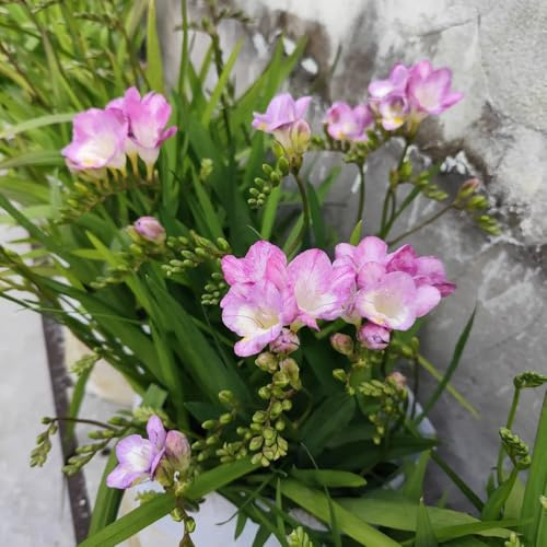 fresias - silvestres en el balcón en de silvestres jardín 16bulbos