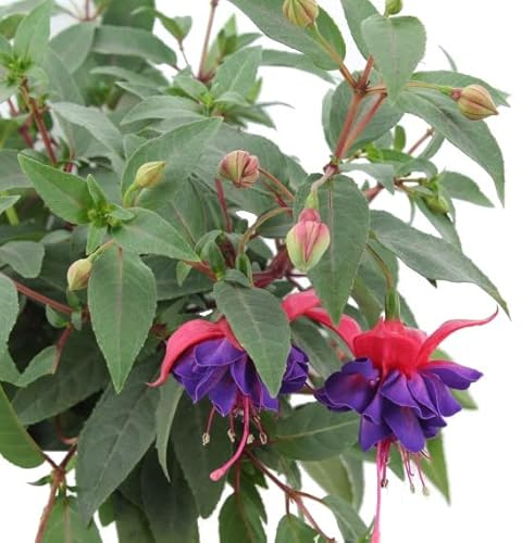 Planta Ornamental de Fuchsia la Selección Perfecta para Aquellos que Quieren una Planta de Gran Impacto Visual