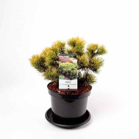Vivaio Garden Forest Pinus mugo Carsten (Winter Gold), Vaso Ø19 cm