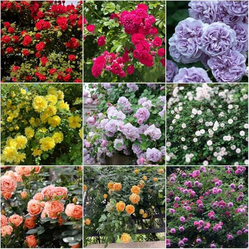 kletterrosen winterhart duftend blumensamen bonsai kletterpflanzen schnittblumen topfpflanzen rankpflanzen winterhart, schattenpflanzen 400samen