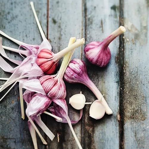 semillas de ajo para raras, orgánicas, ajo de invierno para camas elevadas, jardín balcón silvestres, jardín cobertura 250pcs