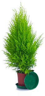 Top Zypressen en 70 cm A1 calidad MPS controla nuestras plantas son ya para usted vorgedüngt