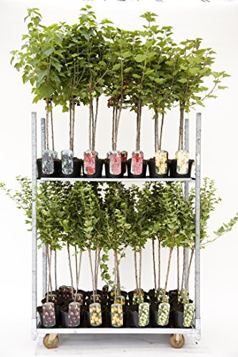 Ribes uva-crispa 'Hinnonmäki Grün' 90 cm Stamm – Winterhart, Mehrjährig, Pflegeleicht – Stachelbeere – Obstgehölz für Garten & Kübel