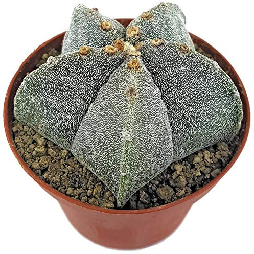Fangblatt - Astrophytum myriostigma - echte Bischofsmütze im Ø 10 cm Topf - pflegleichter Kaktus - exotische Zimmerpflanze zum verlieben