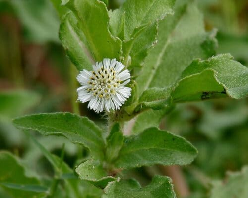 Fausse marguerite (Eclipta prostrata) 50+ graines - Graines E 249