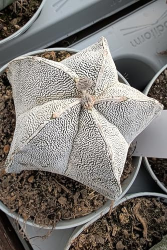 eGarden.store - Pianta vera Grassa o Succulenta diverse varietà - Diametro vaso: 10 cm - ornamentale vari colori da coltivare all'esterno esterno o interno (Astrophytum Myriostigma Onzuka)