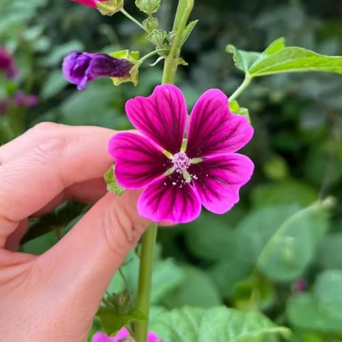 semi di malva in vaso balcone resistenti giardino biologici 1500pcs