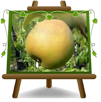 EURO PLANTS VIVAI Pera Passa Crassana Pianta da Frutto in Vaso 24-26 cm, Altezza 160-180 cm, 4 Anni