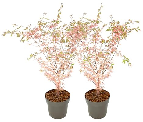 Plant in a Box - Érables du Japon - Set de 2 - Acer palmatum 'Taylor' - Hauteur 50-60cm - Pot 19cm - Plante d’extérieur - Vert - Rose
