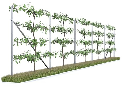 Kiwiri RANKI ™ - Rankhilfe für Kletterpflanzen - Spalier auf Plantagenstandard für Wein, Kiwi, Kiwibeeren, Rosen, Clematis, Spalierobst (5-Feld (10 Meter))