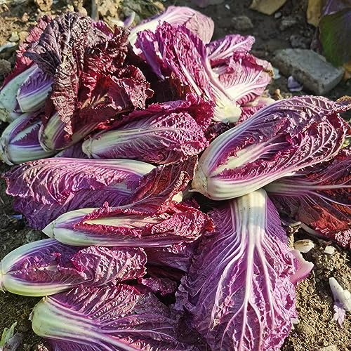 Pak Choi - Cavolo cinese semi di giardino invernali d'appartamento ufficio semi di 60pcs