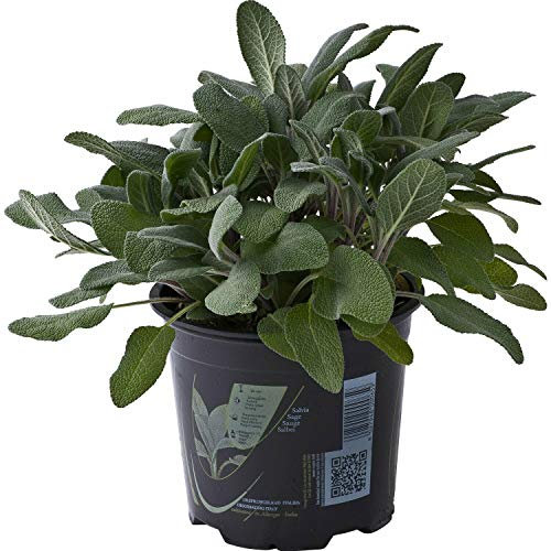 Salvia, Salvia Officinalis, Pianta in Vaso ø 14 cm, Pianta Aromatica, Pianta Ornamentale da Balcone, Vivaio di Castelletto