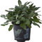 Salvia, Salvia Officinalis, Pianta in Vaso ø 14 cm, Pianta Aromatica, Pianta Ornamentale da Balcone, Vivaio di Castelletto