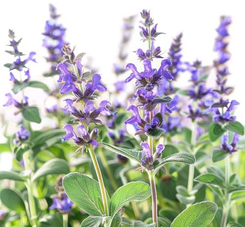 40 Officinal Sage Seeds - SemiSauvage Permaculture