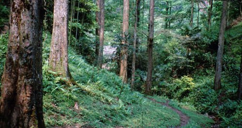 Redwood, Dawn Tree Red Wood - 10 Seeds Groco : Seeds Only