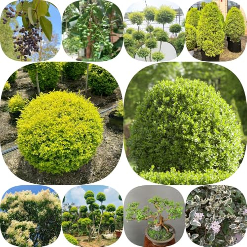 Semillas de aligustre - variedades antiguas jardín de hoja resistentes exótico seto productos sostenibles balcón del 400pcs
