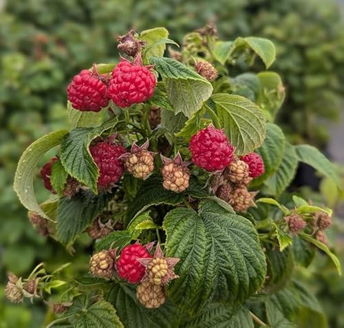 Zwerg-Himbeere Lowberry ® `Baby Dwarf ®´, Kübel-Himbeere, 20-30cm, im Topf