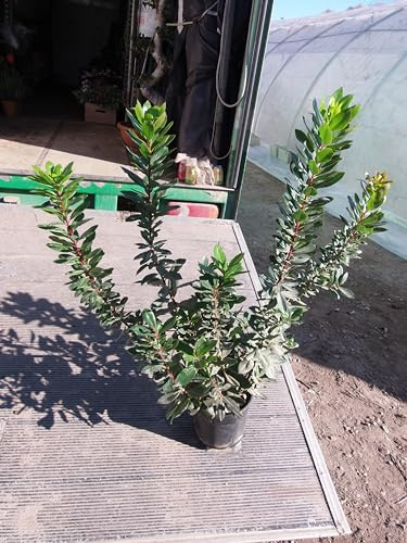 Madroño (Arbutus unedo), obtienes un hermoso arbusto
