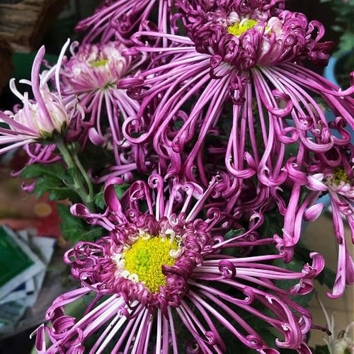 chrysanthemen pflanztöpfe gartendeko für draußen rankpflanzen blumenwiesensaat wildkräuter balkonpflanzen winterhart mehrjährig exotische zimmerpflanzen pflanzendeko 50samen