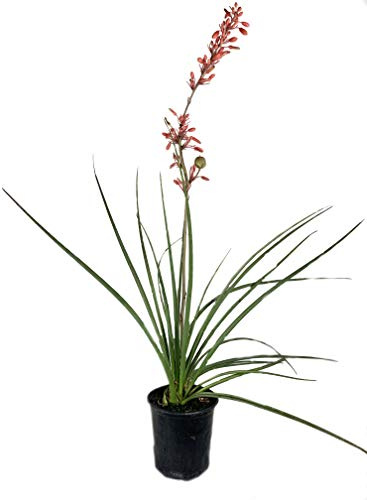 Red Yucca - Live Plant in a 6 Inch Pot - Hesperaloe Parviflora - Bird Friendly Evergreen Succulent