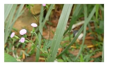 Pcs - 10x Emilia Sonchifolia Emilienkraut Quastenblume Jardin Plantes - Graines B716 - Seeds & Plants Shop by Ipsa