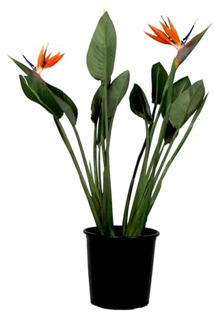 Plant in a Box - Paradiesvogelblume - Strelitzia reginae - Höhe 70-100cm - Topf 19cm - mit mindestens 2 Blüten - exotische Zimmerpflanze tropische dekorative Pflanze